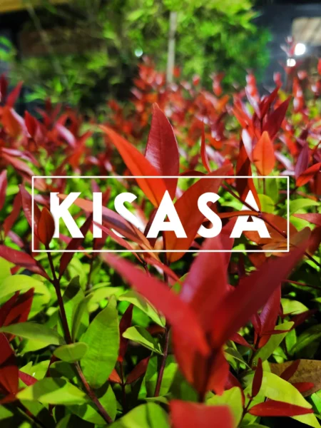 Kisasa Leaf